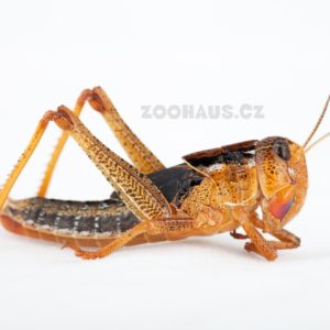 Saranče stěhovavá - Locusta migratoria malé (1-1,5 cm) 100ks