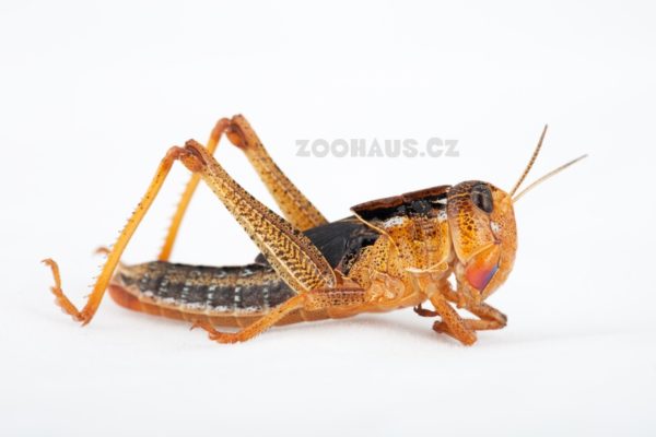 Saranče stěhovavá - Locusta migratoria střední, krabička 14ks