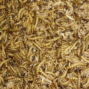 Zophobas morio krabička 0,2 litru