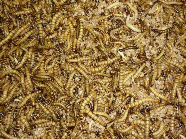 Zophobas morio krabička 0,1 litru