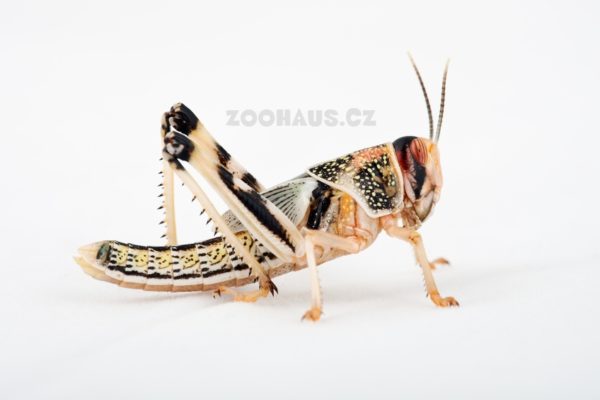 Saranče všežravé - Schistocerca gregaria subadult 50ks