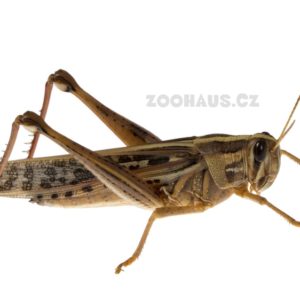Saranče stěhovavá - Locusta migratoria adult 30ks