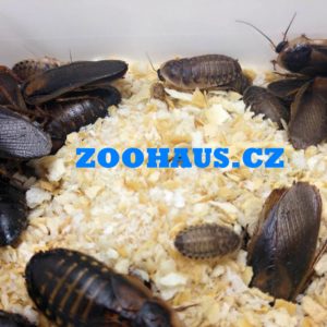 Šváb argentinský - Blaptica dubia subadult/adult 25 ks