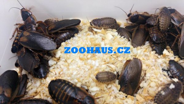Šváb argentinský – Blaptica dubia subadult/adult 200 ks
