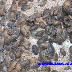 Šváb argentinský – Blaptica dubia malý cca 0,5-1,5cm  25 ks