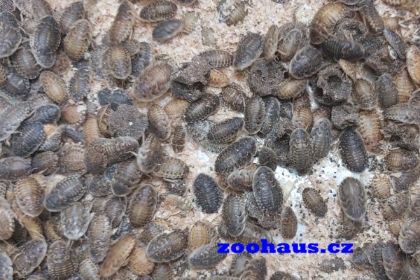 Šváb argentinský – Blaptica dubia malý cca 0,5-1,5cm  25 ks