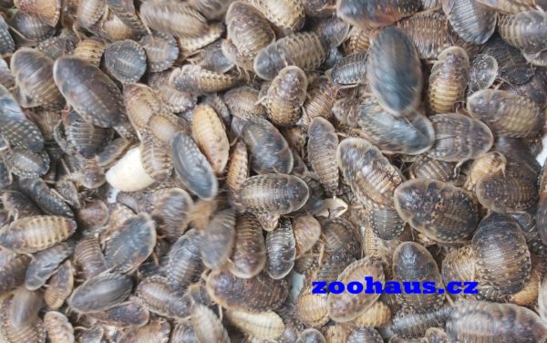 Šváb argentinský – Blaptica dubia střední 1,5-2,5cm 100 ks