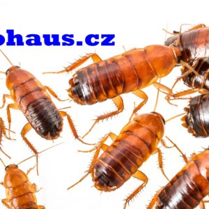 Šváb turkistánský – Shelfordella tartara subadult - adult 0,05 L