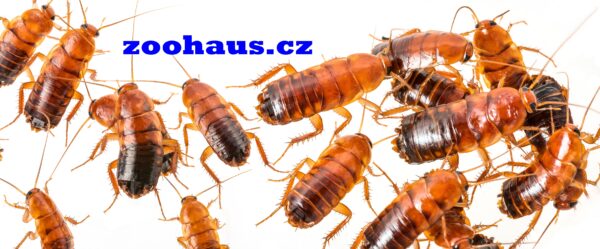 Šváb turkistánský – Shelfordella tartara subadult - adult 0,1 L