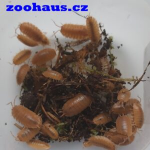 Porcellio laevis - Orange 10 ks