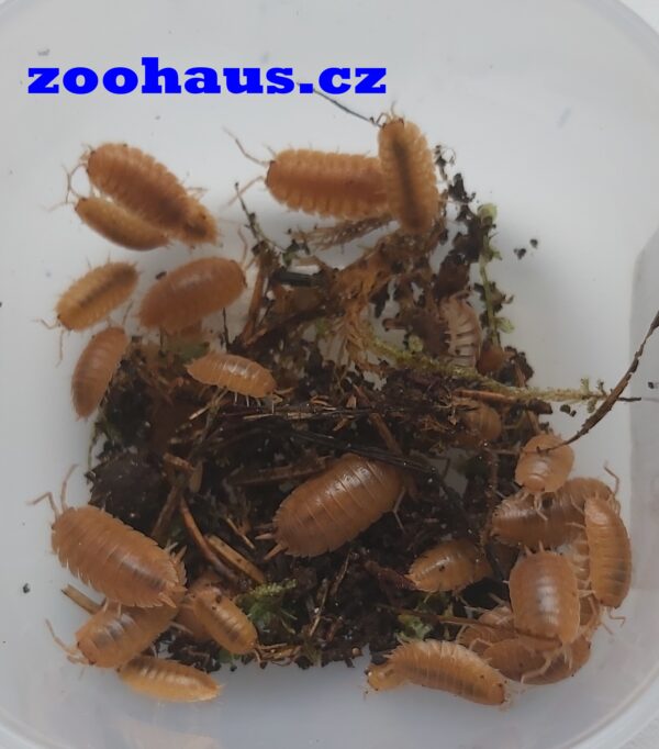 Porcellio laevis - Orange 20 ks