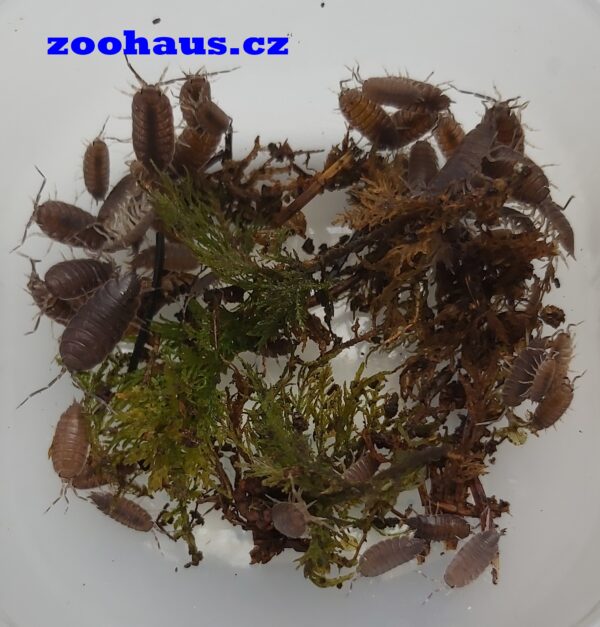 Porcellionides pruinosus – Powder blue 30 ks