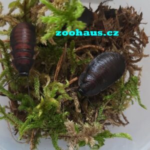 Šváb madagaskarský, syčící – Gromphadorhina portentosa střední cca 2-2,5cm 5ks