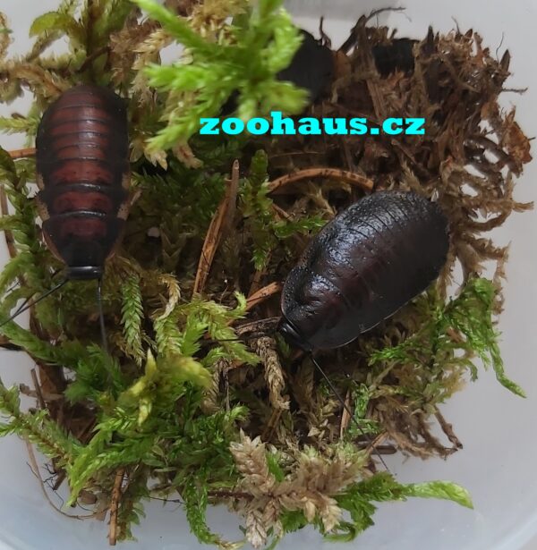 Šváb madagaskarský, syčící – Gromphadorhina portentosa střední cca 2-2,5cm 5ks
