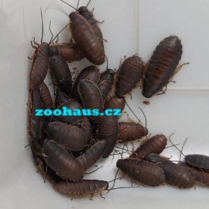 Šváb madagaskarský, syčící – Gromphadorhina portentosa malý cca 1-1,5cm 8ks
